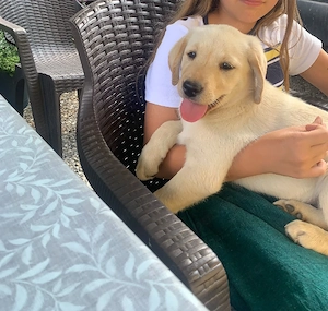 Pui labrador retriever, culoare AURIU 