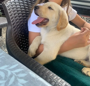 Pui labrador retriever, culoare AURIU  - imagine 3