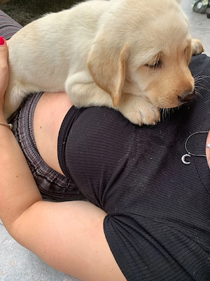 Pui labrador retriever, culoare AURIU  - imagine 4