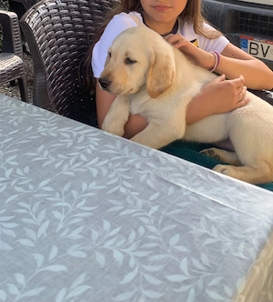 Pui labrador retriever, culoare AURIU  - imagine 5