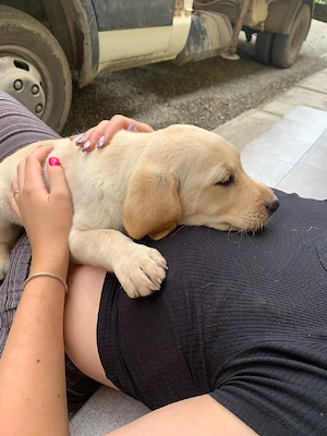 Pui labrador retriever, culoare AURIU  - imagine 2