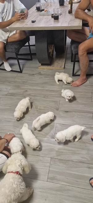 catei bichon maltez
