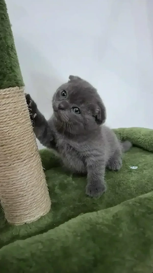 Pui de pisică Scottish Fold cu carnet , deparazitare și vaccin  - imagine 2
