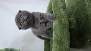Pui de pisică Scottish Fold cu carnet , deparazitare și vaccin  - imagine 3