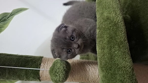 Pui de pisică Scottish Fold cu carnet , deparazitare și vaccin  - imagine 6