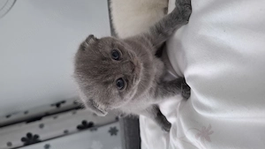 Pui de pisică Scottish Fold cu carnet , deparazitare și vaccin  - imagine 5