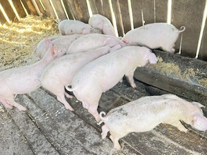 Vând purcei landrace cu marele alb  - imagine 2