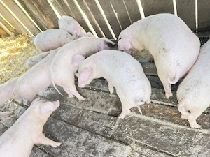 Vând purcei landrace cu marele alb 