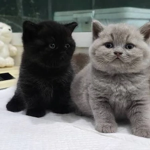 british shorthair ochii albaștri  - imagine 2