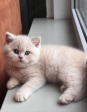 british shorthair ochii albaștri  - imagine 4