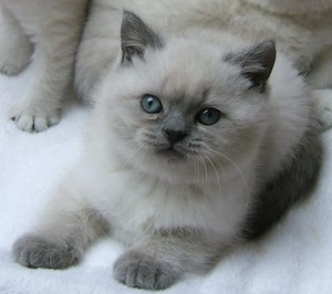 british shorthair ochii albaștri  - imagine 3