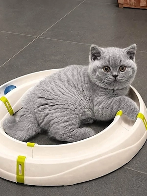 british shorthair ochii albaștri  - imagine 5