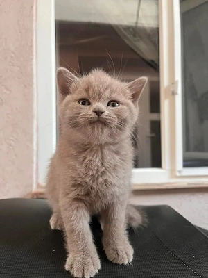 British shorthair lilac 
