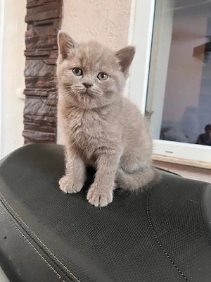 British shorthair lilac  - imagine 2