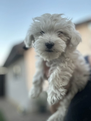 Vand pui Bichon Maltez