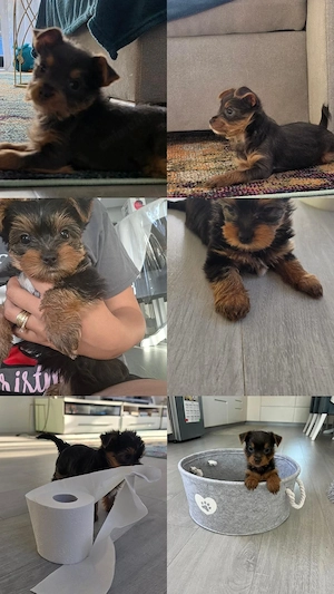 Pui yorkshire terrier toy 