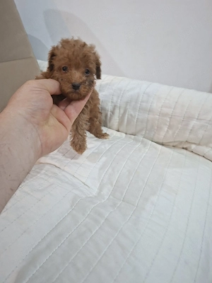 Pudel red talie mica