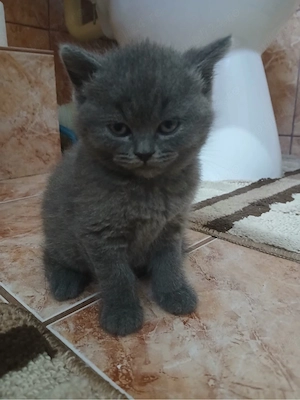 Pui de pisica British shorthair blue - imagine 2