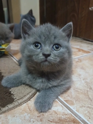 Pui de pisica British shorthair blue - imagine 3