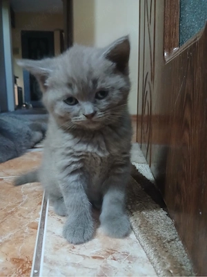 Pui de pisica British shorthair blue