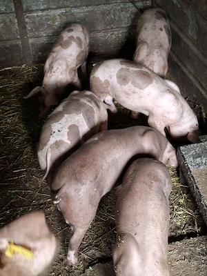   Porci Pietrain Belgian  20-30kg - imagine 2