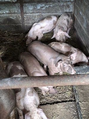   Porci Pietrain Belgian  20-30kg - imagine 3