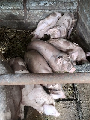   Porci Pietrain Belgian  20-30kg - imagine 4