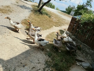 Gâste+ Gâscani 