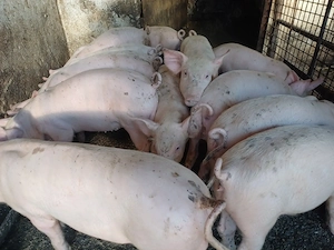 De vanzare purcei landrace cu marele alb