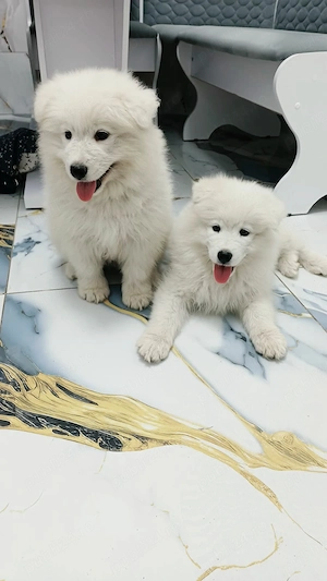Pui Samoyed își caută familli iubitoare! - imagine 2