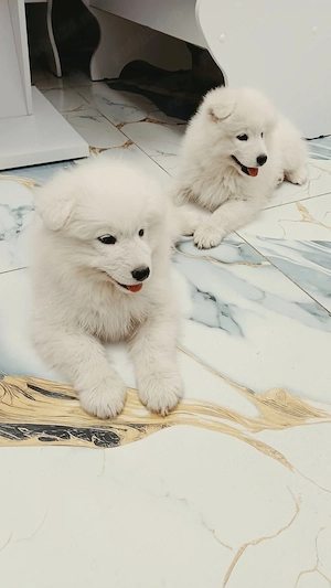 Pui Samoyed își caută familli iubitoare! - imagine 3