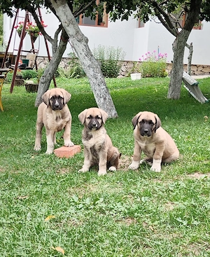 Pui kangal 9 săptămâni, din părinți buni de paza la animale și curte. vaccinați și deparazitați conf - imagine 3