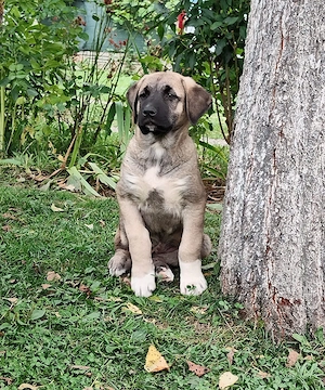 Pui kangal 9 săptămâni, din părinți buni de paza la animale și curte. vaccinați și deparazitați conf - imagine 2