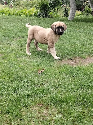 Pui kangal 9 săptămâni, din părinți buni de paza la animale și curte. vaccinați și deparazitați conf