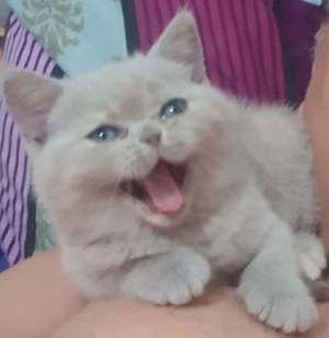 Fetita British shorthair  - imagine 4