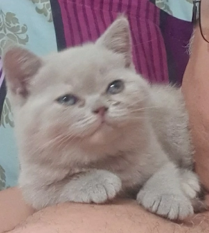 Fetita British shorthair  - imagine 3