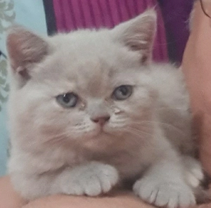 Fetita British shorthair  - imagine 2