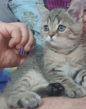 Baietel British shorthair  - imagine 2