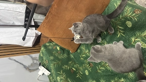 British shorthair