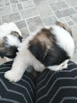 Shih tzu-fetita si baiat 400 ron buc - imagine 2