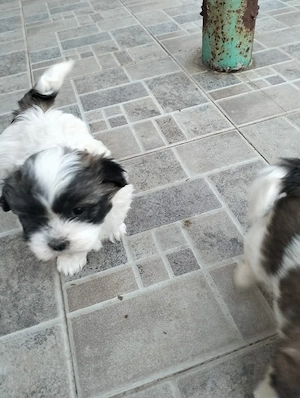 Shih tzu-fetita si baiat 400 ron buc - imagine 5