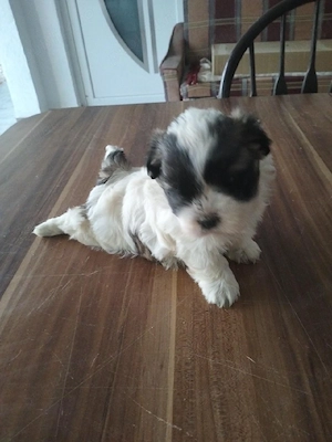 Shih tzu-fetita si baiat 400 ron buc - imagine 3