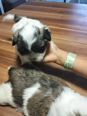 Shih tzu-fetita si baiat 400 ron buc - imagine 4