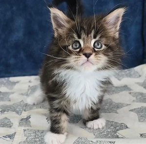 maine coon 
