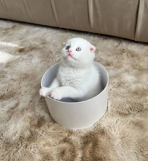 Puiuți Scottish Fold Lilac,Blue,Blue Point! - imagine 3