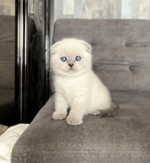 Puiuți Scottish Fold Lilac,Blue,Blue Point! - imagine 2