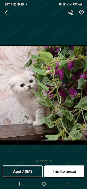 Puiuți Scottish Fold Lilac,Blue,Blue Point! - imagine 4
