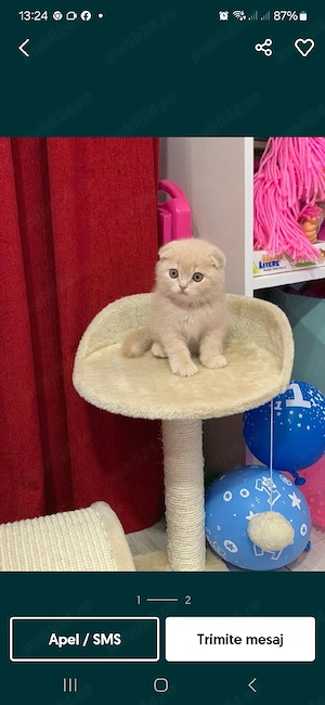 Puiuți Scottish Fold Lilac,Blue,Blue Point! - imagine 5