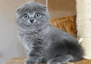 Puiuți Scottish Fold Lilac,Blue,Blue Point!