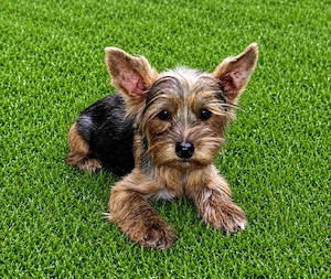 Yorkshire terrier Băiețel 